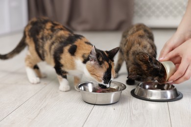 Photo of Woman feeding her cute calico kittens at home, closeup