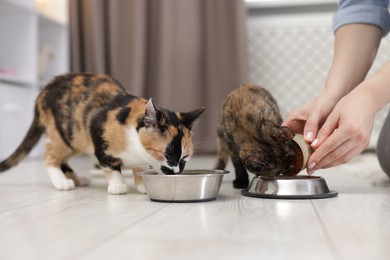 Photo of Woman feeding her cute calico kittens at home, closeup