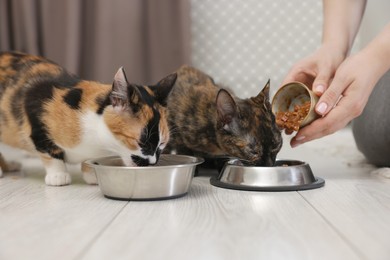 Photo of Woman feeding her cute calico kittens at home, closeup