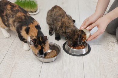 Photo of Woman feeding her cute calico kittens at home, closeup