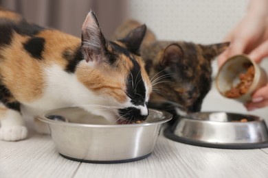Photo of Woman feeding her cute calico kittens at home, closeup