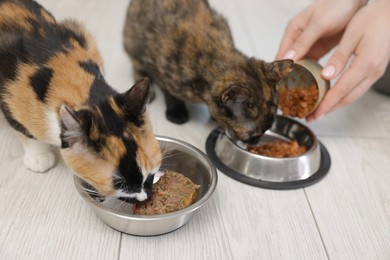 Photo of Woman feeding her cute calico kittens at home, closeup