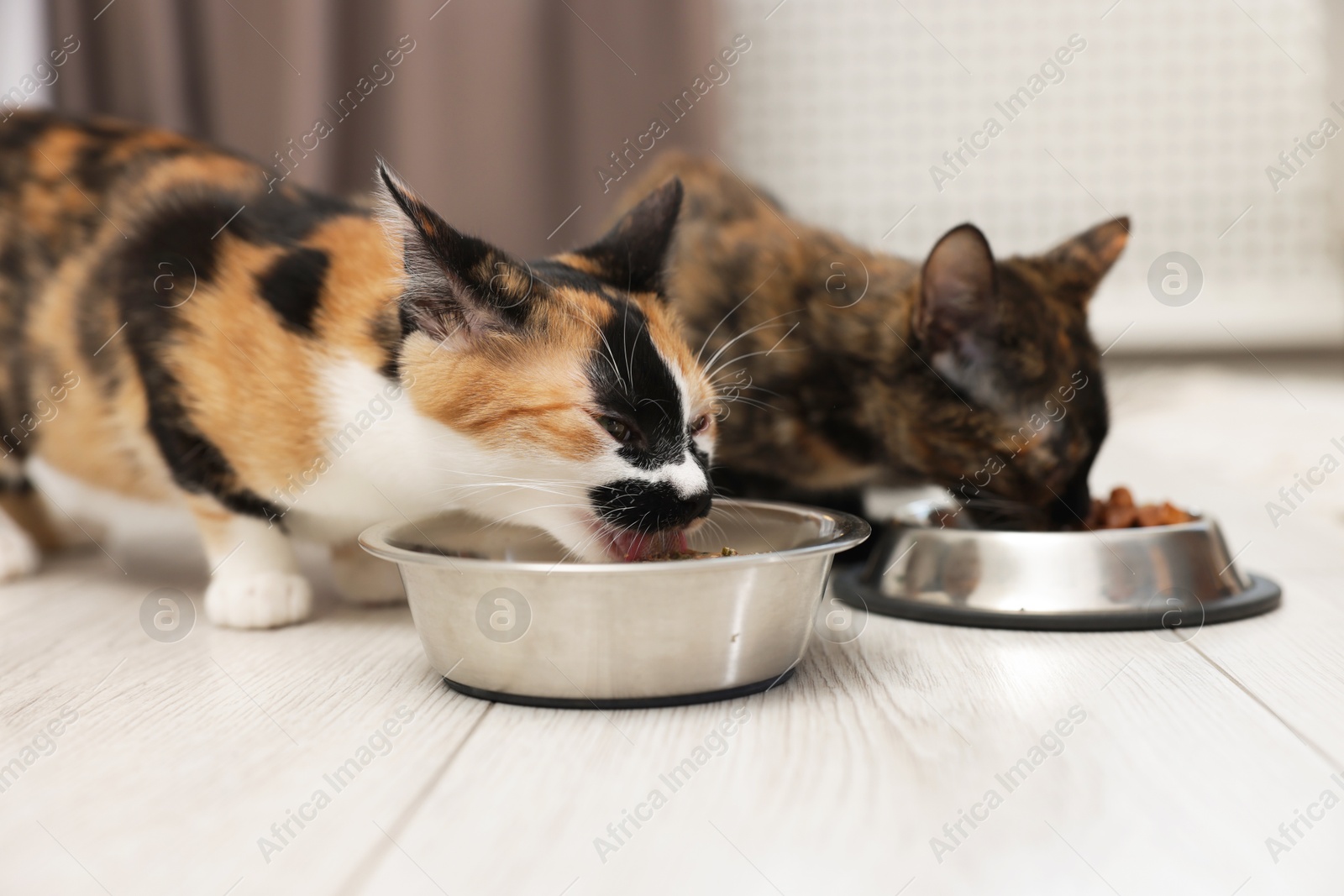 Cute calico kittens eating pet food on floor at home Photo of Cute calico kittens eating pet food on floor at home