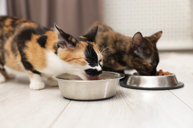 Photo of Cute calico kittens eating pet food on floor at home