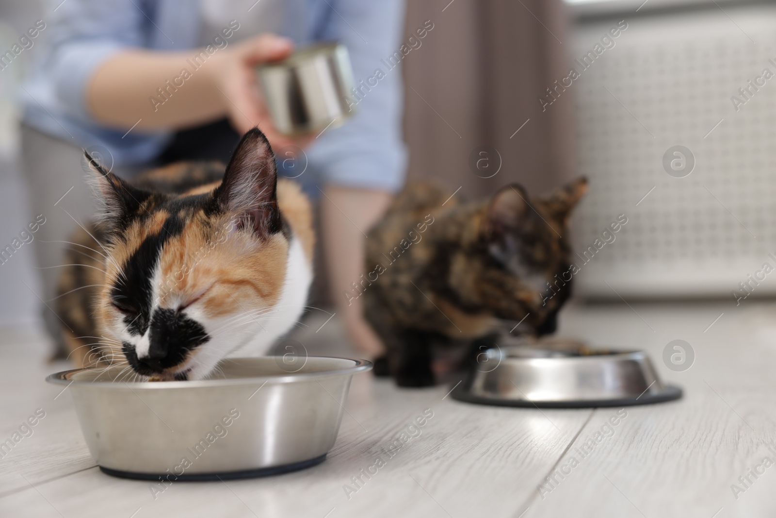 Woman feeding her cute calico kittens at home, closeup Photo of Woman feeding her cute calico kittens at home, closeup