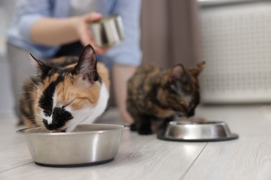 Photo of Woman feeding her cute calico kittens at home, closeup