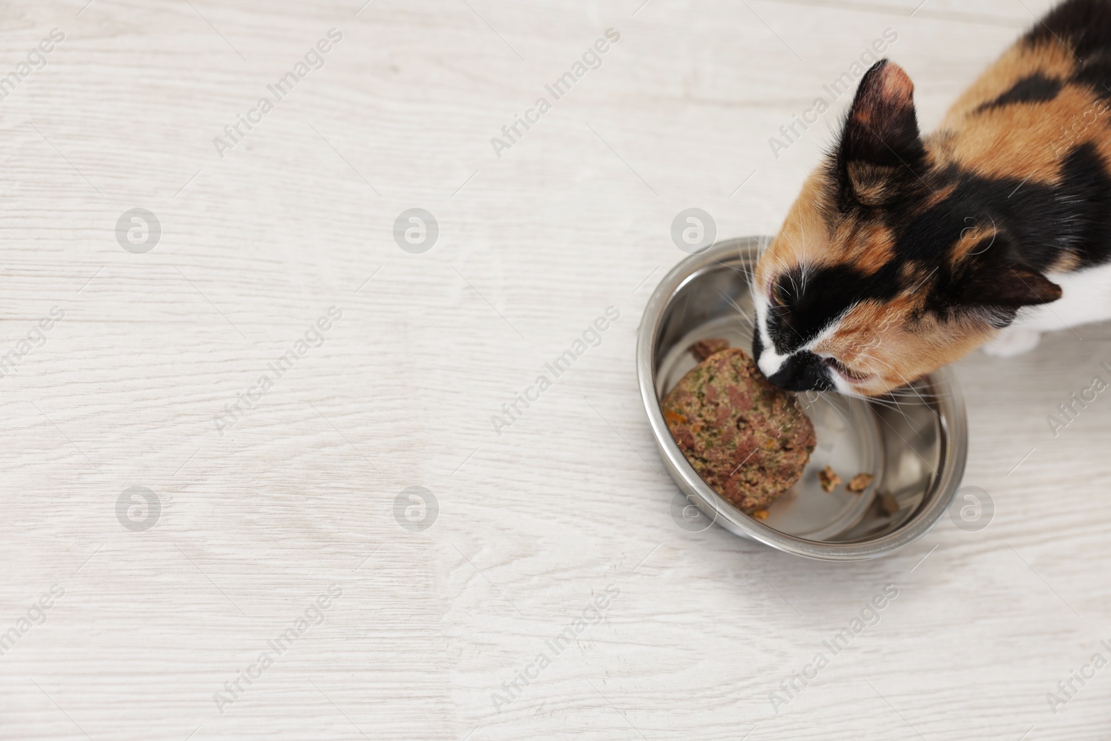 Cute calico kitten eating pet food from bowl on floor at home, top view. Space for text Photo of Cute calico kitten eating pet food from bowl on floor at home, top view. Space for text