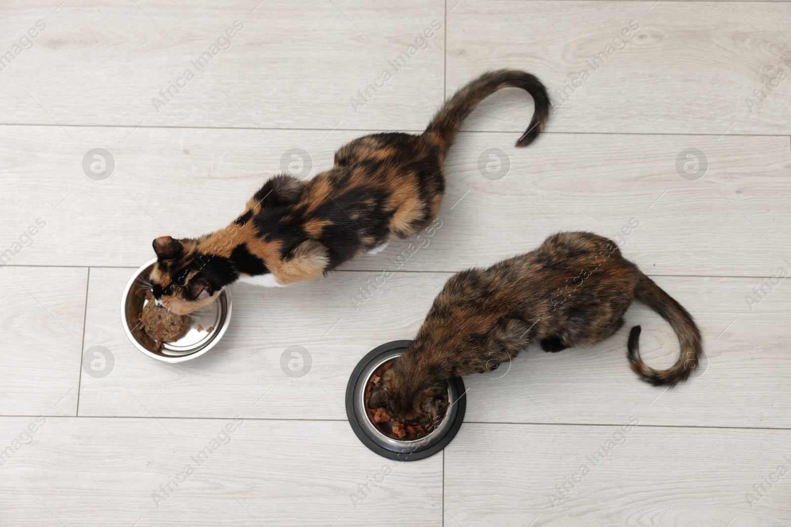 Cute calico kittens eating pet food on floor at home, top view Photo of Cute calico kittens eating pet food on floor at home, top view