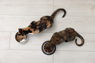 Photo of Cute calico kittens eating pet food on floor at home, top view