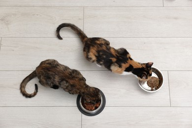 Photo of Cute calico kittens eating pet food on floor at home, top view