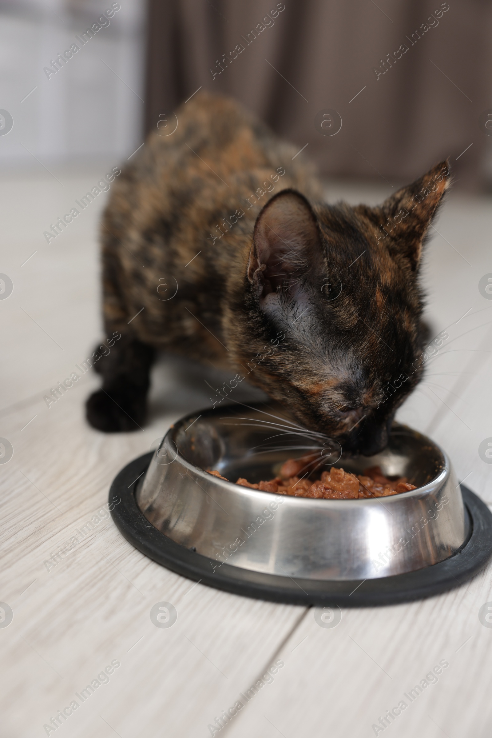Cute calico kitten eating pet food from bowl on floor at home, closeup Photo of Cute calico kitten eating pet food from bowl on floor at home, closeup