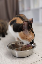 Photo of Cute calico kitten eating pet food from bowl on floor at home, closeup