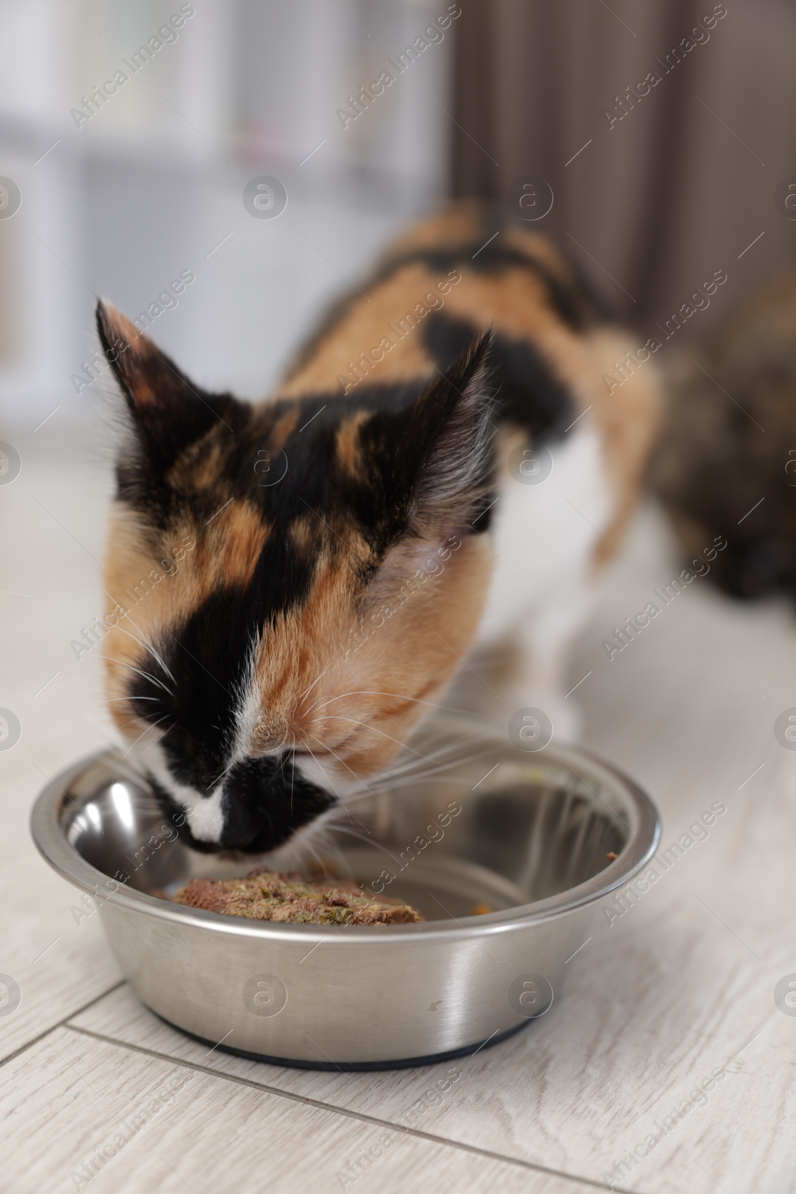 Cute calico kitten eating pet food from bowl on floor at home, closeup Photo of Cute calico kitten eating pet food from bowl on floor at home, closeup