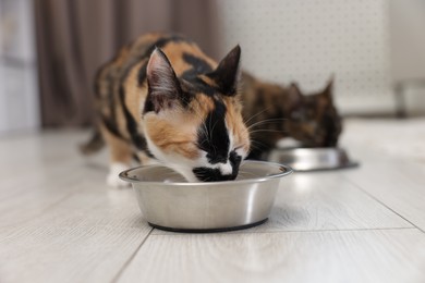 Photo of Cute calico kittens eating pet food on floor at home, selective focus