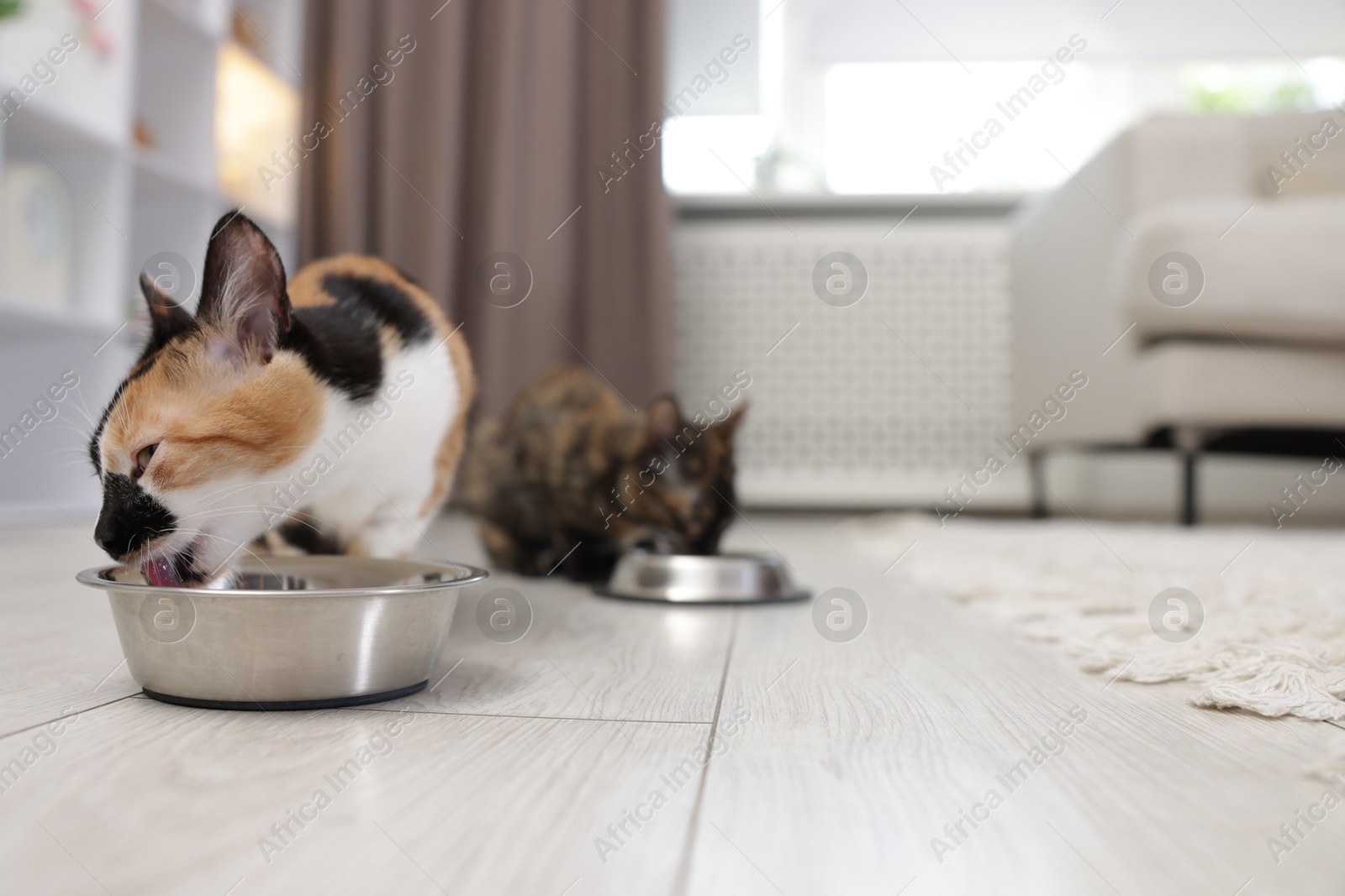 Cute calico kittens eating pet food on floor at home, selective focus. Space for text Photo of Cute calico kittens eating pet food on floor at home, selective focus. Space for text