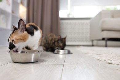 Photo of Cute calico kittens eating pet food on floor at home, selective focus. Space for text