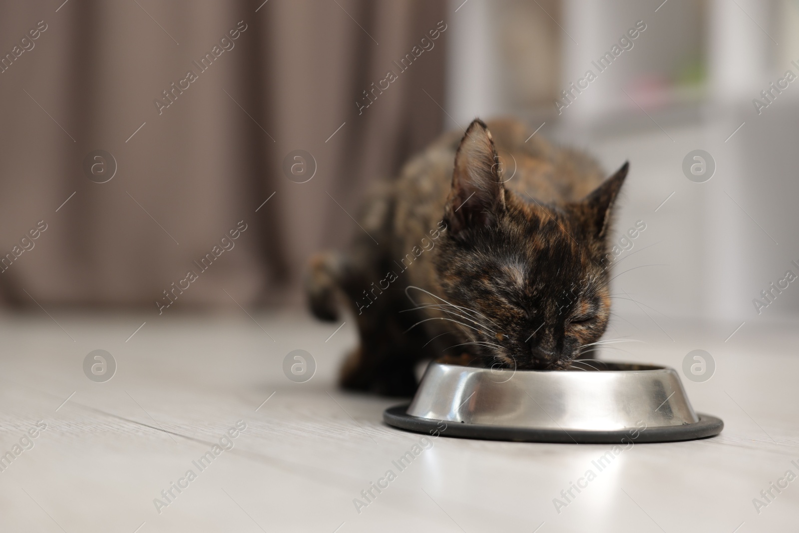 Cute calico kitten eating pet food from bowl on floor at home, closeup. Space for text Photo of Cute calico kitten eating pet food from bowl on floor at home, closeup. Space for text