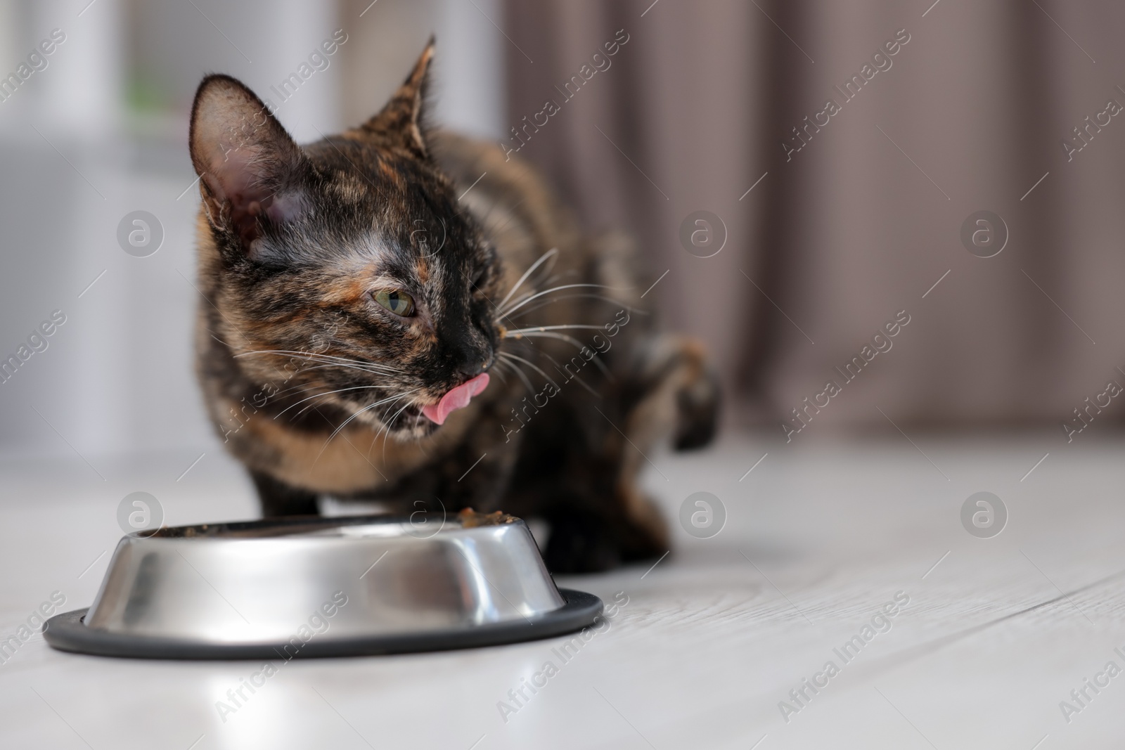 Cute calico kitten eating pet food from bowl on floor at home, closeup. Space for text Photo of Cute calico kitten eating pet food from bowl on floor at home, closeup. Space for text