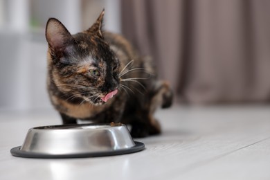 Photo of Cute calico kitten eating pet food from bowl on floor at home, closeup. Space for text