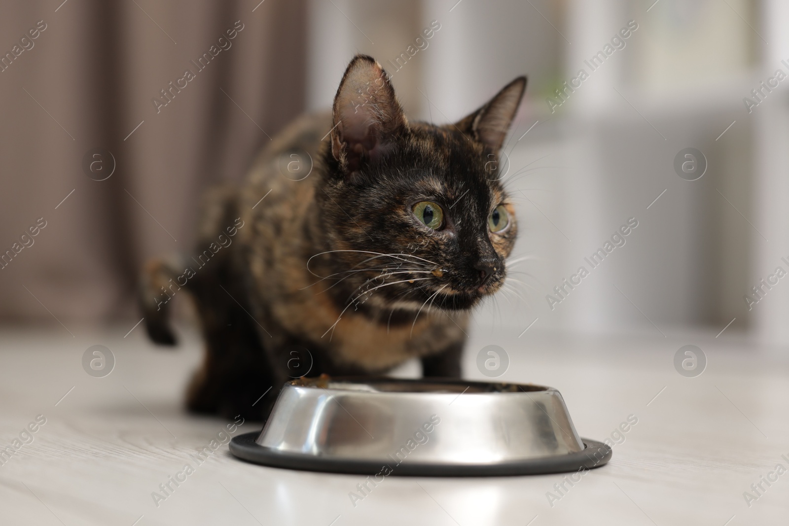 Cute calico kitten eating pet food from bowl on floor at home, closeup Photo of Cute calico kitten eating pet food from bowl on floor at home, closeup