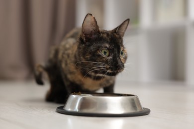 Photo of Cute calico kitten eating pet food from bowl on floor at home, closeup