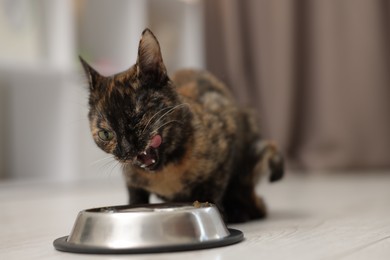 Photo of Cute calico kitten eating pet food from bowl on floor at home, closeup