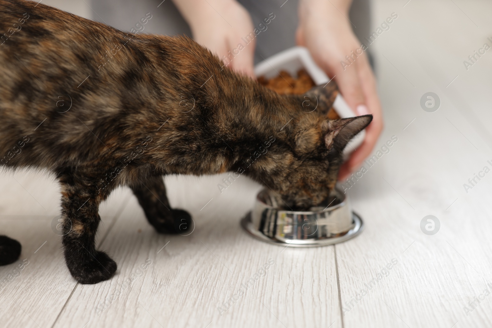 Woman feeding her cute calico kitten at home, closeup Photo of Woman feeding her cute calico kitten at home, closeup