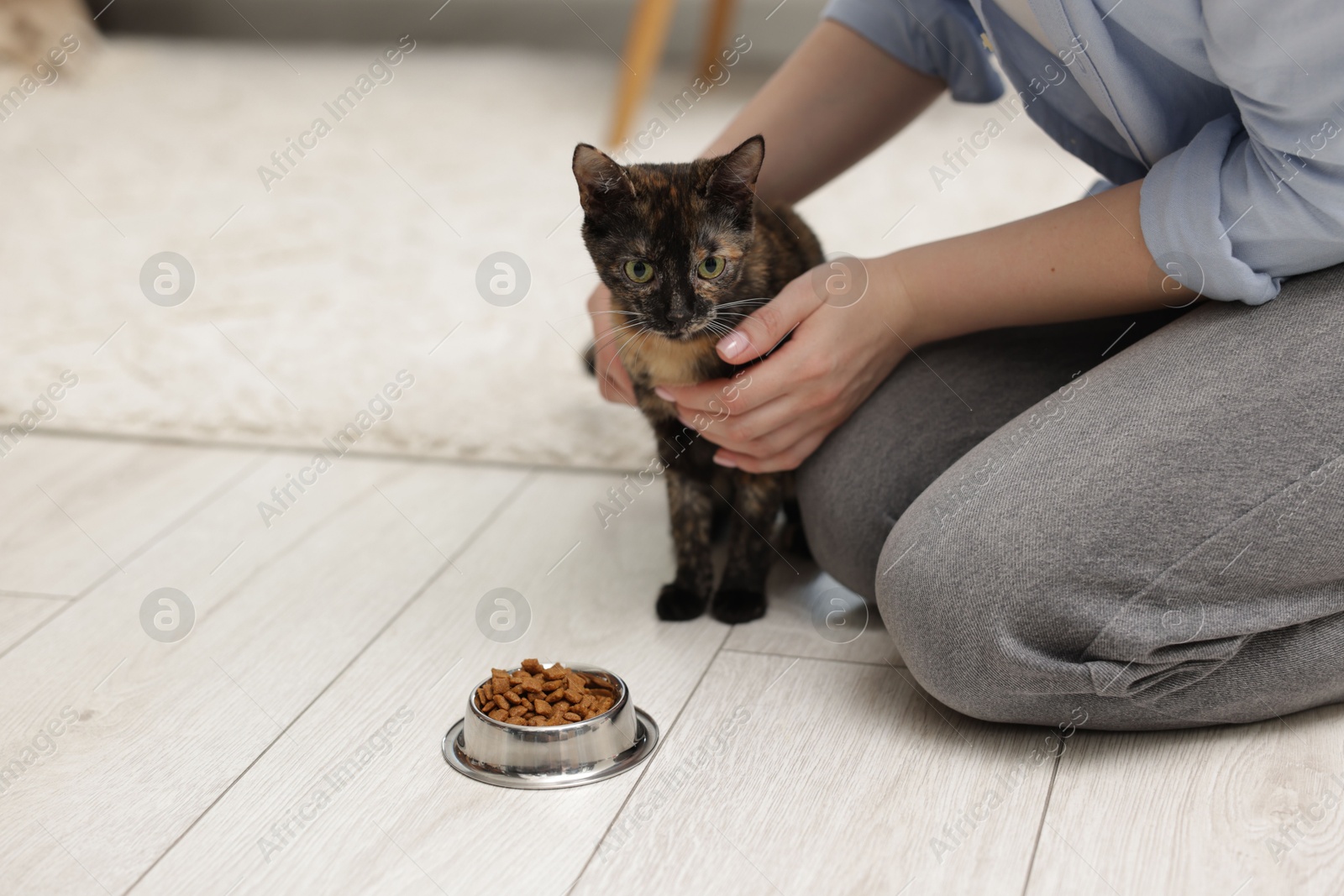Woman feeding her cute calico kitten at home, closeup. Space for text Photo of Woman feeding her cute calico kitten at home, closeup. Space for text