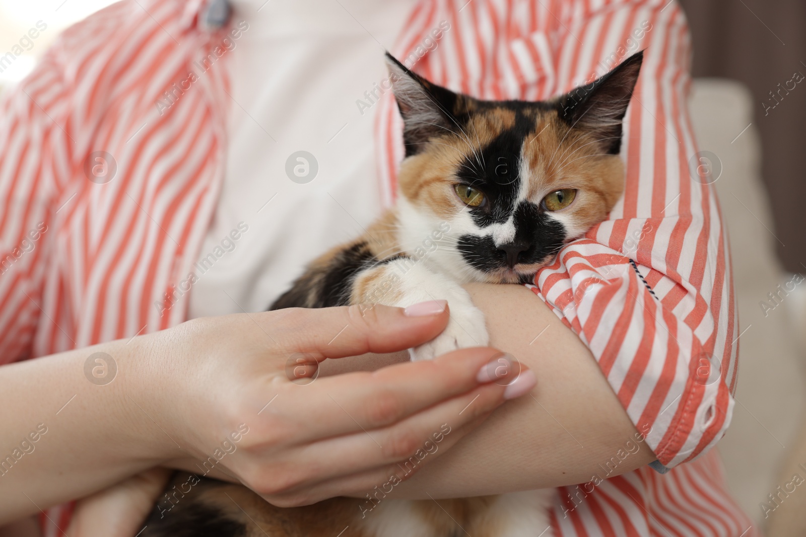 Woman with her cute calico kitten of sofa at home, closeup Photo of Woman with her cute calico kitten of sofa at home, closeup