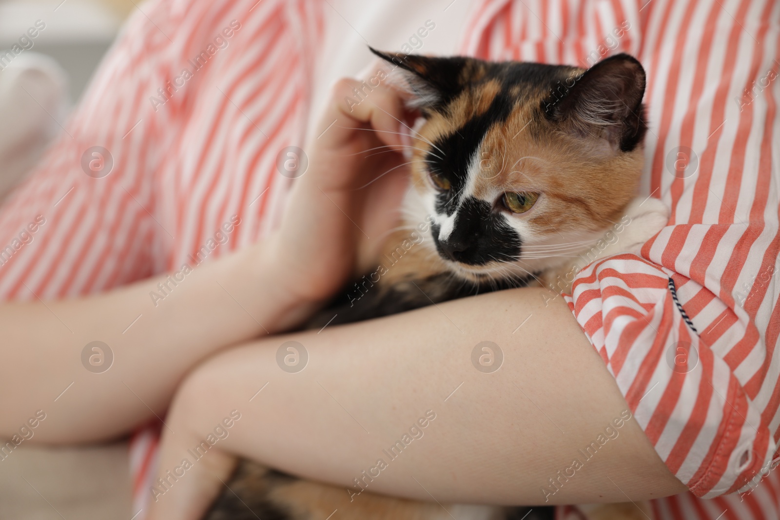 Woman with her cute calico kitten of sofa at home, closeup Photo of Woman with her cute calico kitten of sofa at home, closeup