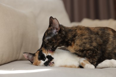 Photo of Cute calico kittens on sofa at home, closeup