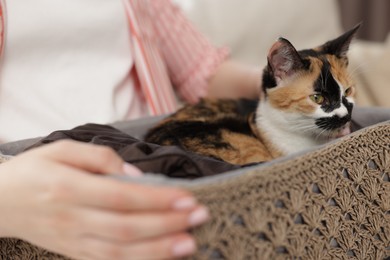Photo of Woman with her cute calico kitten on sofa at home, closeup