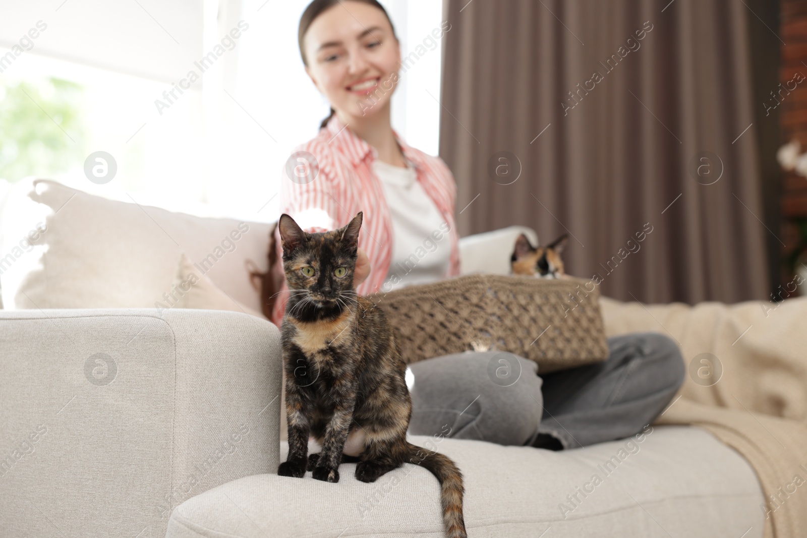 Woman with her cute calico kittens on sofa at home, selective focus Photo of Woman with her cute calico kittens on sofa at home, selective focus