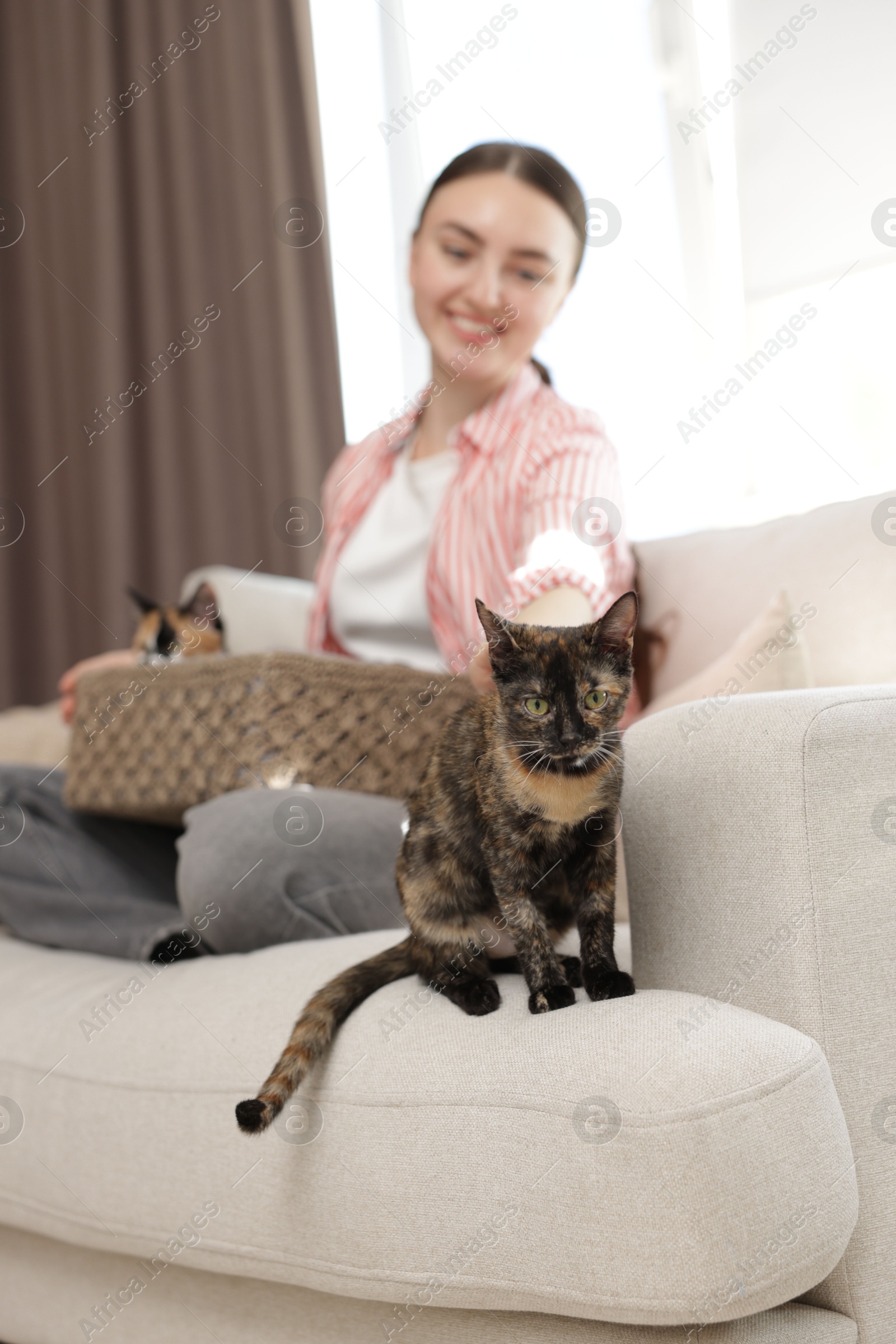 Woman with her cute calico kittens on sofa at home, selective focus Photo of Woman with her cute calico kittens on sofa at home, selective focus
