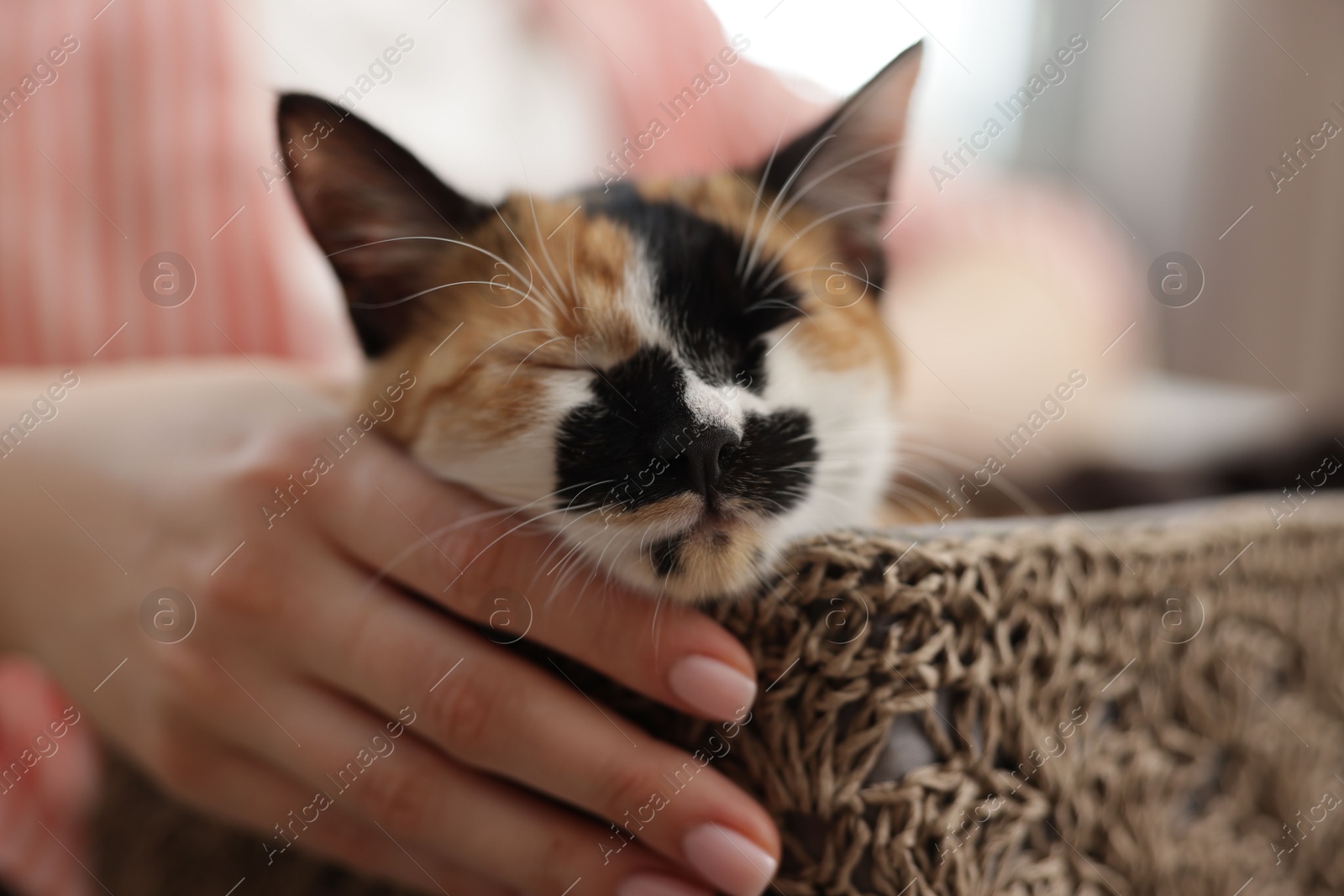 Woman with her cute calico kitten at home, closeup Photo of Woman with her cute calico kitten at home, closeup