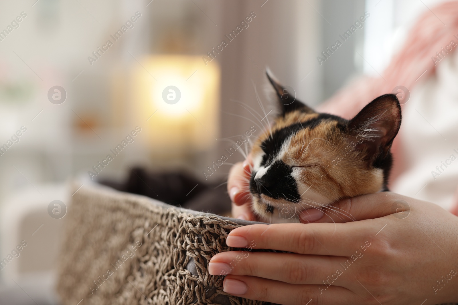 Woman with her cute calico kitten at home, closeup Photo of Woman with her cute calico kitten at home, closeup