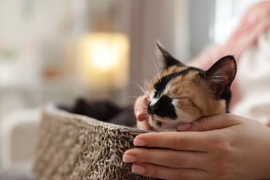 Photo of Woman with her cute calico kitten at home, closeup