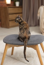Photo of Cute calico kitten on chair at home