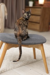 Photo of Cute calico kitten on chair at home