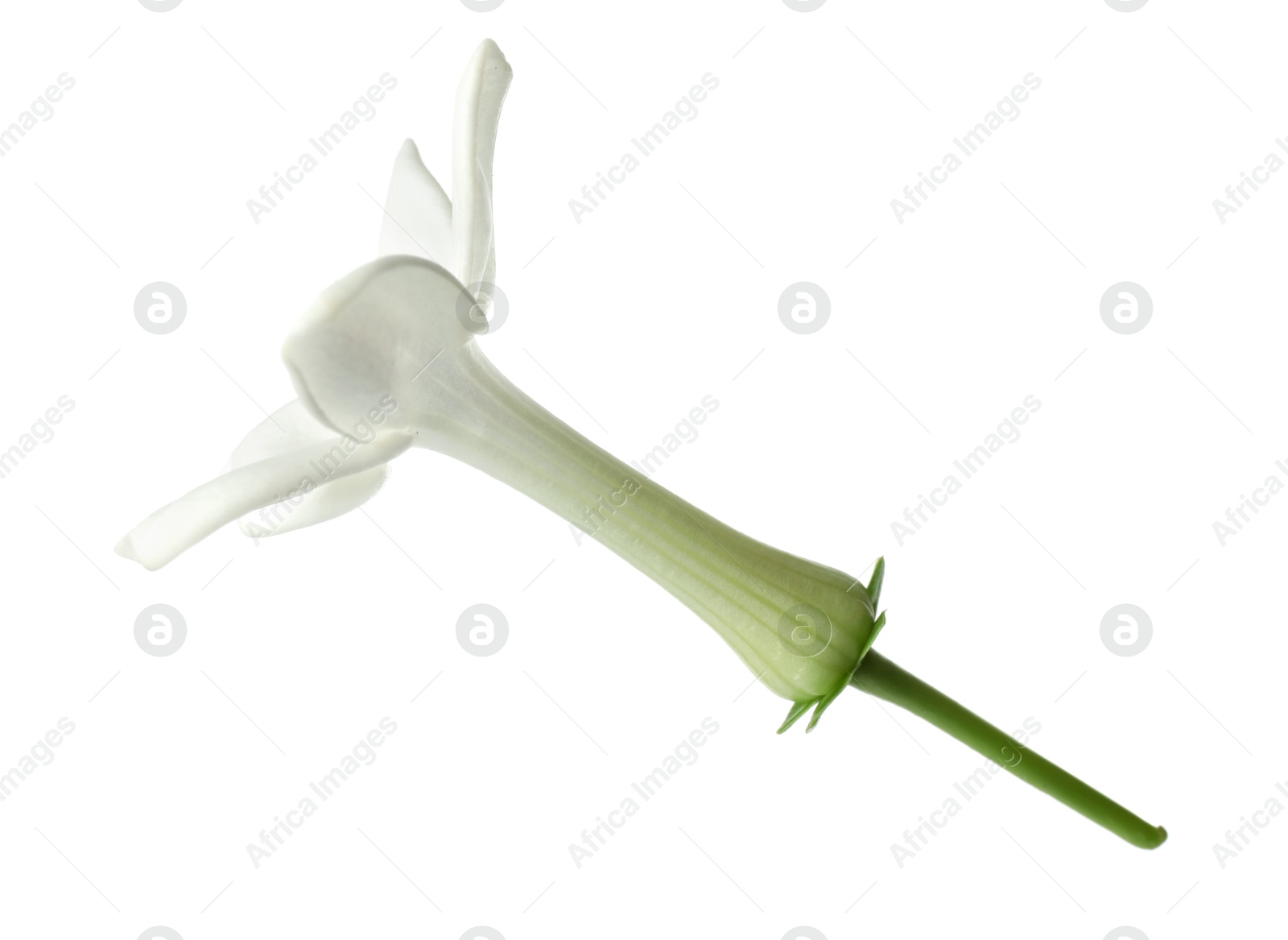 Photo of Beautiful aromatic jasmine flower isolated on white