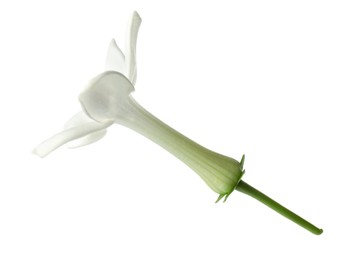 Photo of Beautiful aromatic jasmine flower isolated on white