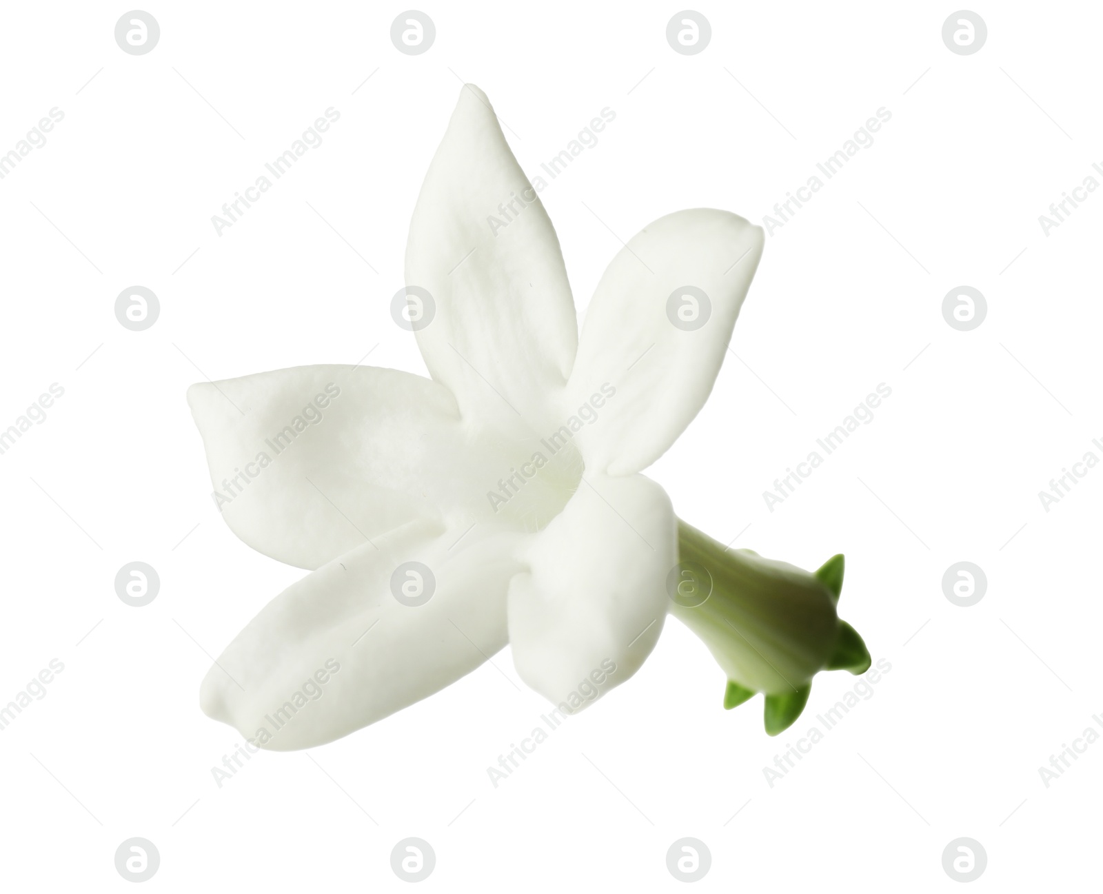 Beautiful aromatic jasmine flower isolated on white Photo of Beautiful aromatic jasmine flower isolated on white