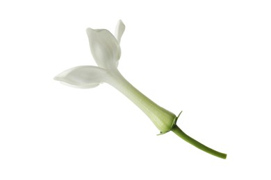 Photo of Beautiful aromatic jasmine flower isolated on white
