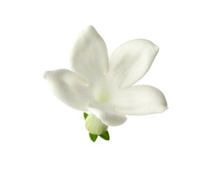 Photo of Beautiful aromatic jasmine flower isolated on white