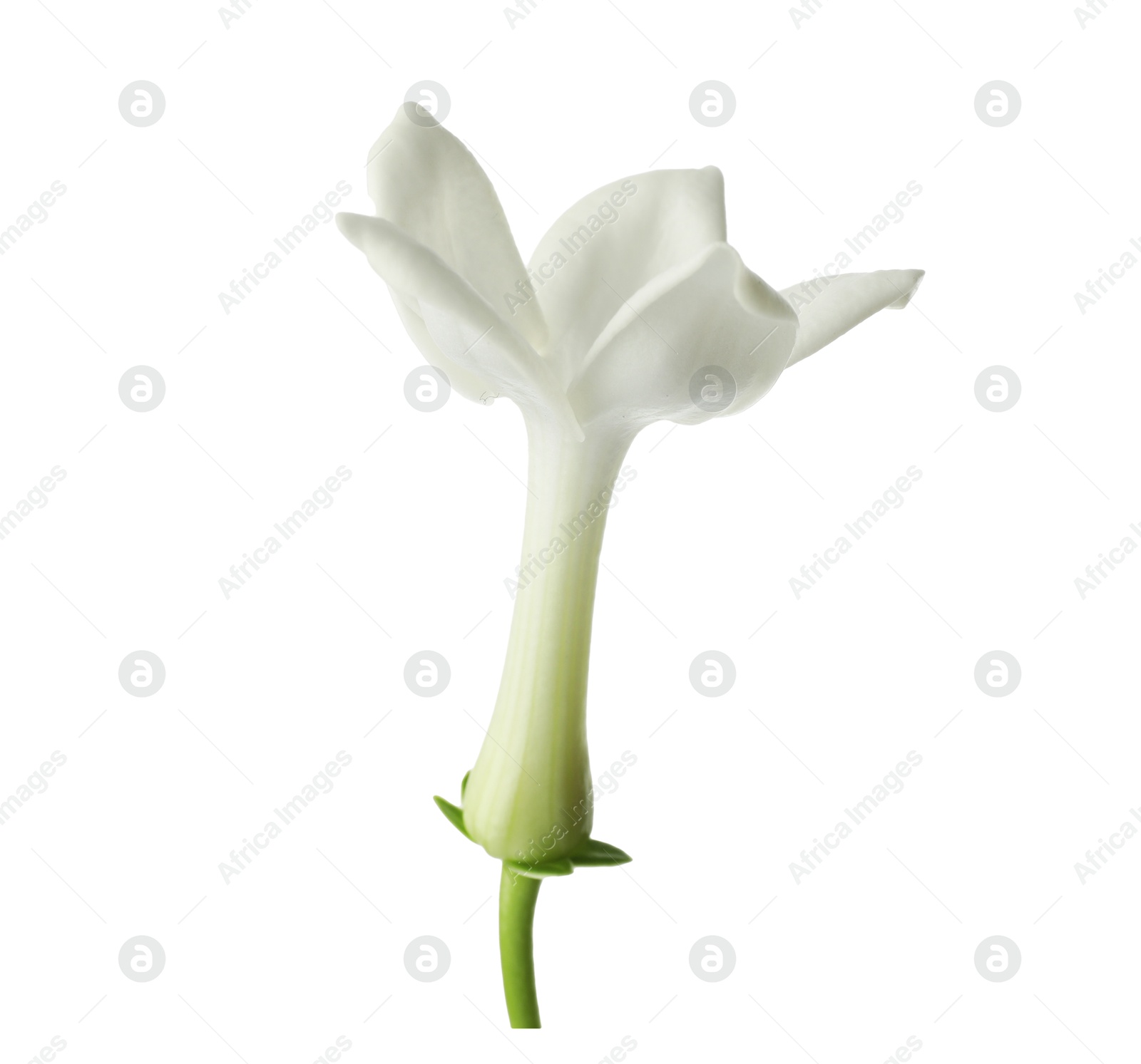 Beautiful aromatic jasmine flower isolated on white Photo of Beautiful aromatic jasmine flower isolated on white