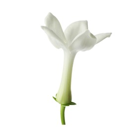 Photo of Beautiful aromatic jasmine flower isolated on white