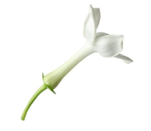Photo of Beautiful aromatic jasmine flower isolated on white