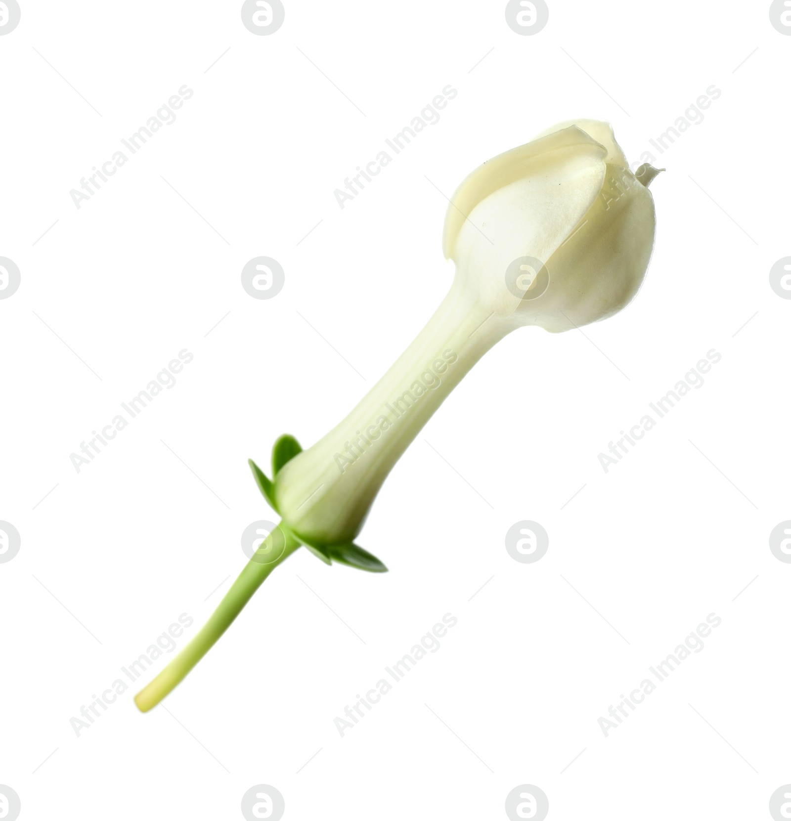Beautiful aromatic jasmine flower isolated on white Photo of Beautiful aromatic jasmine flower isolated on white