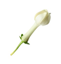 Photo of Beautiful aromatic jasmine flower isolated on white