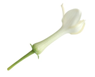 Photo of Beautiful aromatic jasmine flower isolated on white